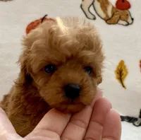 Lucas , a male Poodle - Toy  for sale in Tampa, FL – Photo 2 of 9