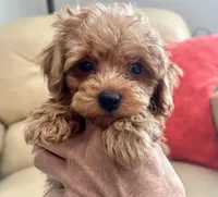 Lucas , a male Maltipoo and Poodle - Toy  for sale in Tampa, FL – Photo 5 of 10