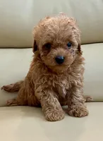 Lucas , a male Maltipoo for sale in Tampa, FL – Photo 7 of 10