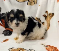 Emily, a female Yorkshire Terrier and Morkie for sale in Tampa, FL – 5 of 10