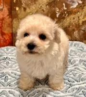 Gizmo, a male Maltipoo and Poodle - Toy  for sale in Tampa, FL – 10 of 10