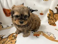 Mila , a female Yorkshire Terrier and Morkie for sale in Tampa, FL – 7 of 10
