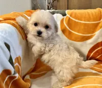 Charlie, a male Maltipoo and Poodle - Toy  for sale in Tampa, FL – 5 of 10