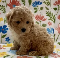 processed/1207acc4-d47b-4737-a376-b6cf390585c4/listing/b1aae6b5-75ef-4bcd-999a-7d5ac7a24e9c/5fb045c2-795b-480d-a974-c47f18ee783d