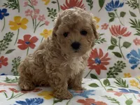 processed/1207acc4-d47b-4737-a376-b6cf390585c4/listing/b1aae6b5-75ef-4bcd-999a-7d5ac7a24e9c/6404b4e9-8cc3-4ab5-925b-bae73be6545c