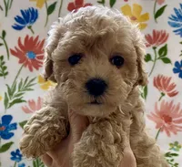 processed/1207acc4-d47b-4737-a376-b6cf390585c4/listing/b1aae6b5-75ef-4bcd-999a-7d5ac7a24e9c/64f2342a-f2c1-4af3-aa53-9c1f58030202