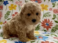 processed/1207acc4-d47b-4737-a376-b6cf390585c4/listing/b1aae6b5-75ef-4bcd-999a-7d5ac7a24e9c/6d44bee2-dc5a-4ed1-944a-90e7c0b95292