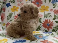 processed/1207acc4-d47b-4737-a376-b6cf390585c4/listing/b1aae6b5-75ef-4bcd-999a-7d5ac7a24e9c/c0315b09-2028-4847-8dc2-8fc6c990b347