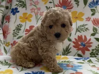 processed/1207acc4-d47b-4737-a376-b6cf390585c4/listing/b1aae6b5-75ef-4bcd-999a-7d5ac7a24e9c/e87604b8-c042-48cc-a263-49abe1489fa8