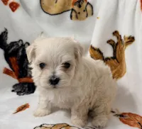 Ally , a female Yorkshire Terrier and Morkie for sale in Tampa, FL – 4 of 9