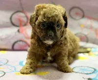 Mila, a female Maltipoo and Poodle - Toy  for sale in Tampa, FL – 3 of 10