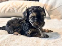 Mochi, a male Yorkshire Terrier for sale in Tampa, FL – 1 of 10