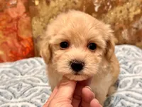 Loki, a male Maltipoo and Poodle - Toy  for sale in Tampa, FL – 4 of 10