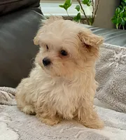 Tucker Small Toy, a male Maltipoo and Poodle - Toy  for sale in Tampa, FL – Photo 6 of 10