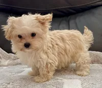 Tucker Small Toy, a male Maltipoo and Poodle - Toy  for sale in Tampa, FL – Photo 8 of 10