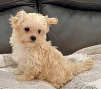 Tucker Small Toy, a male Maltipoo and Poodle - Toy  for sale in Tampa, FL – Photo 9 of 10