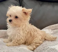 Tucker Small Toy, a male Maltipoo and Poodle - Toy  for sale in Tampa, FL – Photo 7 of 10