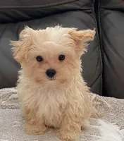 Tucker Small Toy, a male Maltipoo and Poodle - Toy  for sale in Tampa, FL – Photo 4 of 10