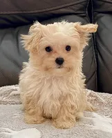 Tucker Small Toy, a male Maltipoo and Poodle - Toy  for sale in Tampa, FL – Photo 3 of 10