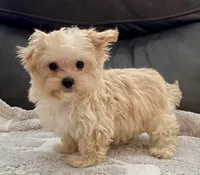 Tucker Small Toy, a male Maltipoo and Poodle - Toy  for sale in Tampa, FL – Photo 1 of 10