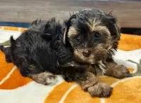 Tucker, a male Yorkshire Terrier for sale in Tampa, FL – 7 of 10