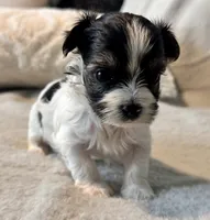 Bella  Parti, a male Yorkshire Terrier for sale in Tampa, FL – 2 of 10