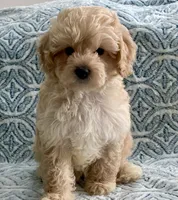 Marley Toy F1b , a male Cavapoo and Poodle - Toy  for sale in Tampa, FL – 7 of 10