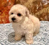 Gizmo, a male Maltipoo and Poodle - Toy  for sale in Tampa, FL – 4 of 10