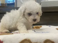 Moochi, a male Maltipoo and Poodle - Toy  for sale in Tampa, FL – 3 of 10