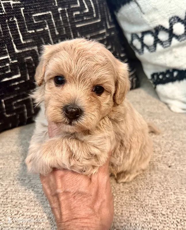 Zeus – Maltipoo, Poodle - Toy  puppy for sale in Tampa, FL