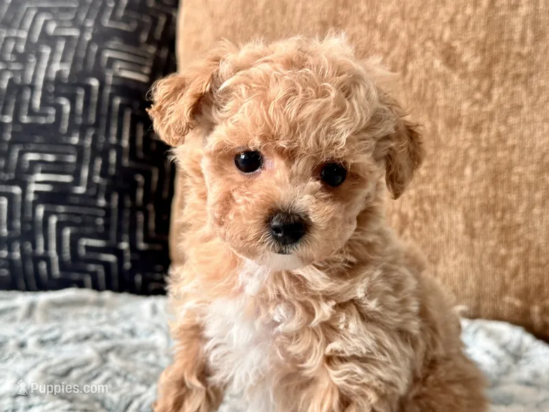 Bella  F1b Tiny  – Maltipoo, Poodle - Toy  puppy for sale in Tampa, FL
