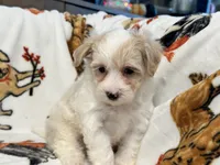 Liam, a male Maltipoo and Poodle - Toy  for sale in Tampa, FL – 3 of 9