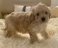 Marley, a male Cavapoo and Poodle - Toy  for sale in Tampa, FL – 7 of 10