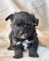 Niko Tiny, a male Yorkshire Terrier for sale in Tampa, FL – 7 of 10