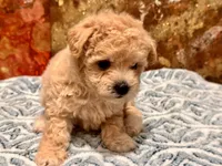 Nala , a female Maltipoo and Poodle - Toy  for sale in Tampa, FL – 2 of 10