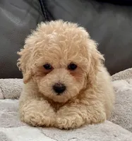 Misa  Toy, a female Maltipoo and Poodle - Toy  for sale in Tampa, FL – Photo 2 of 10