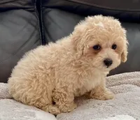 Misa  Toy, a female Maltipoo and Poodle - Toy  for sale in Tampa, FL – Photo 4 of 10