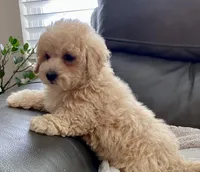 Misa  Toy, a female Maltipoo and Poodle - Toy  for sale in Tampa, FL – Photo 8 of 10