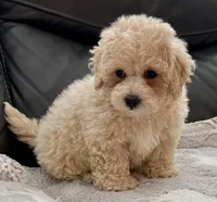 Misa  Toy, a female Maltipoo and Poodle - Toy  for sale in Tampa, FL – Photo 5 of 10