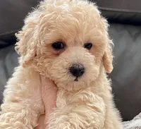 Misa  Toy, a female Maltipoo and Poodle - Toy  for sale in Tampa, FL – Photo 9 of 10