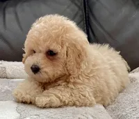 Misa  Toy, a female Maltipoo and Poodle - Toy  for sale in Tampa, FL – Photo 3 of 10