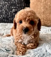 Fendi Tiny , a female Maltipoo and Poodle - Toy  for sale in Tampa, FL – 4 of 10