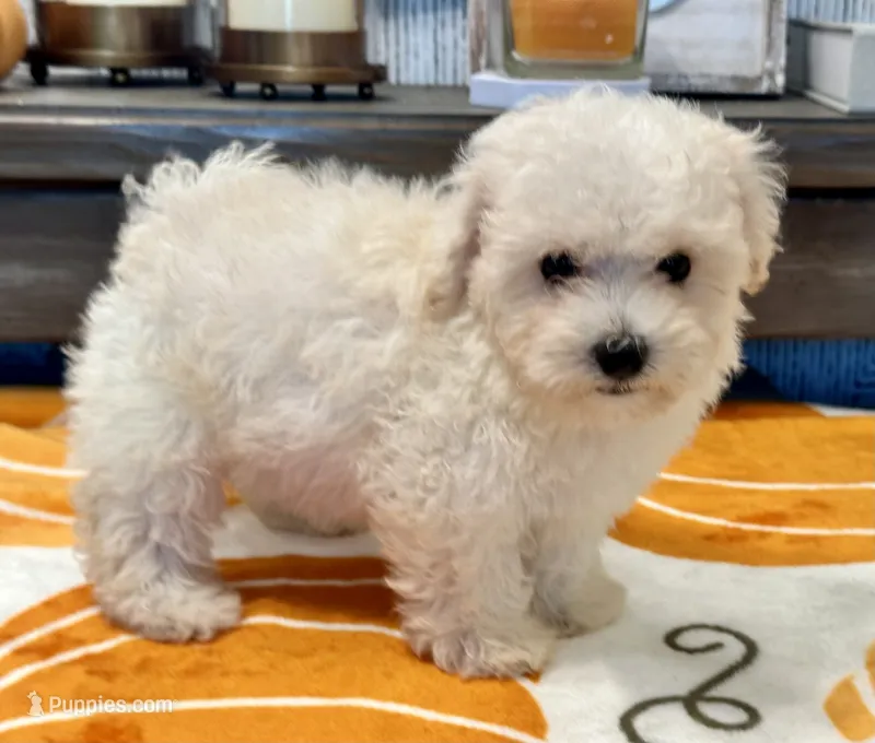 Gizmo – Maltipoo, Poodle - Toy  puppy for sale in Tampa, FL