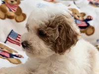 Romario, a male Maltipoo and Poodle - Toy  for sale in Tampa, FL – 7 of 9