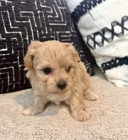 Bella , a female Maltipoo and Poodle - Toy  for sale in Tampa, FL – 6 of 10