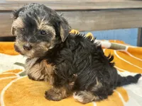 Tucker, a male Yorkshire Terrier for sale in Tampa, FL – 2 of 10