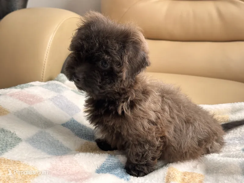 Coco  – Maltipoo, Poodle - Toy  puppy for sale in Tampa, FL