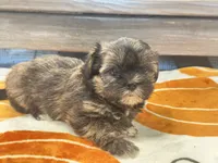 Lucy, a female Yorkshire Terrier and Shorkie for sale in Tampa, FL – 7 of 9