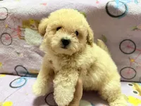 Tucker, a male Maltipoo and Poodle - Toy  for sale in Tampa, FL – 9 of 10