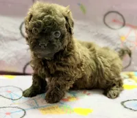 Coco , a female Maltipoo and Poodle - Toy  for sale in Tampa, FL – 6 of 9